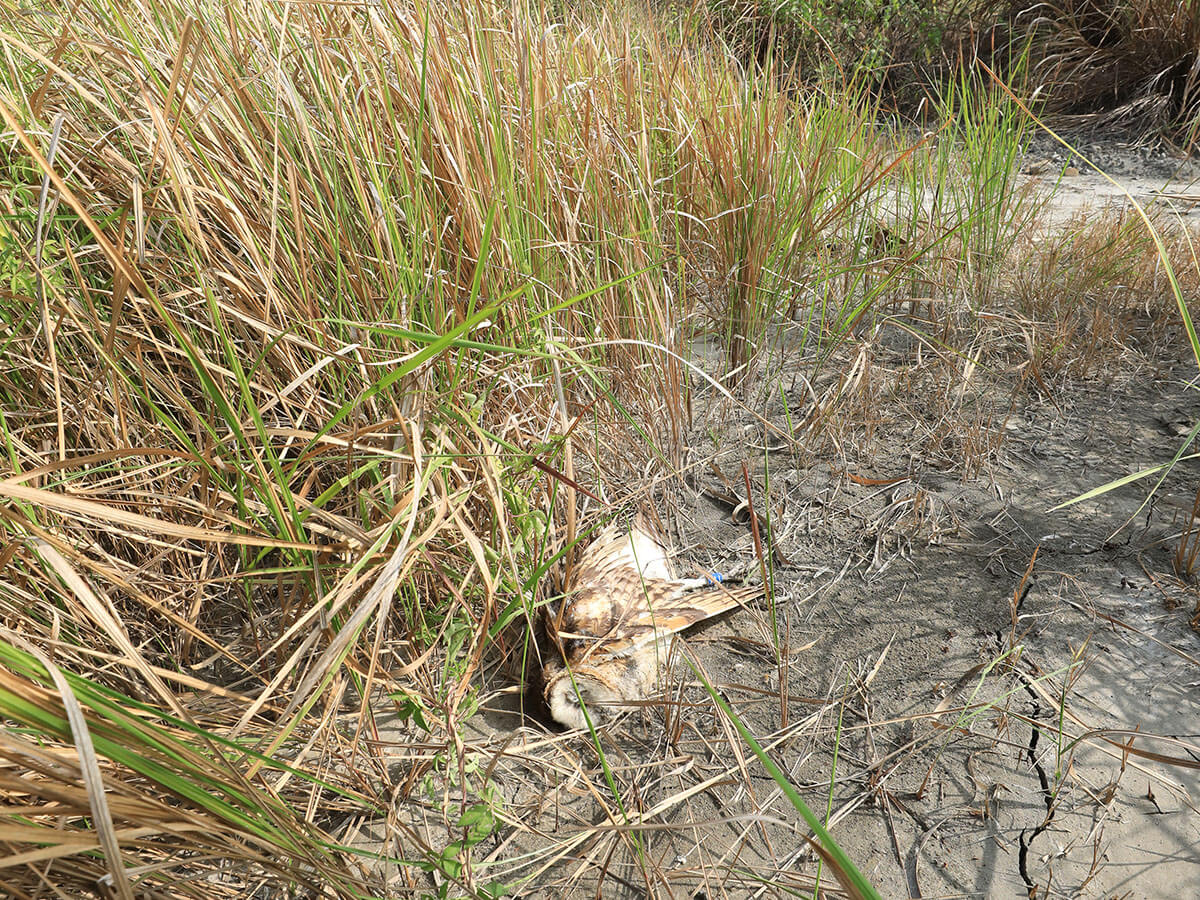 滅鼠藥的投放，讓掠食老鼠的草鴞可能誤食而連帶中毒（曾翌碩攝）
