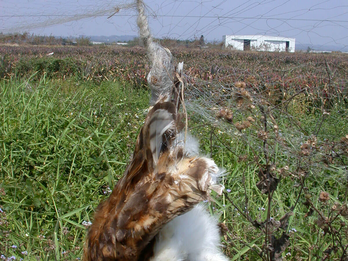 機場維護飛航安全和農地預防鳥害農損，以架設防鳥網方式驅鳥，恐讓草鴞掛網受困而受傷或餓死（曾翌碩攝）