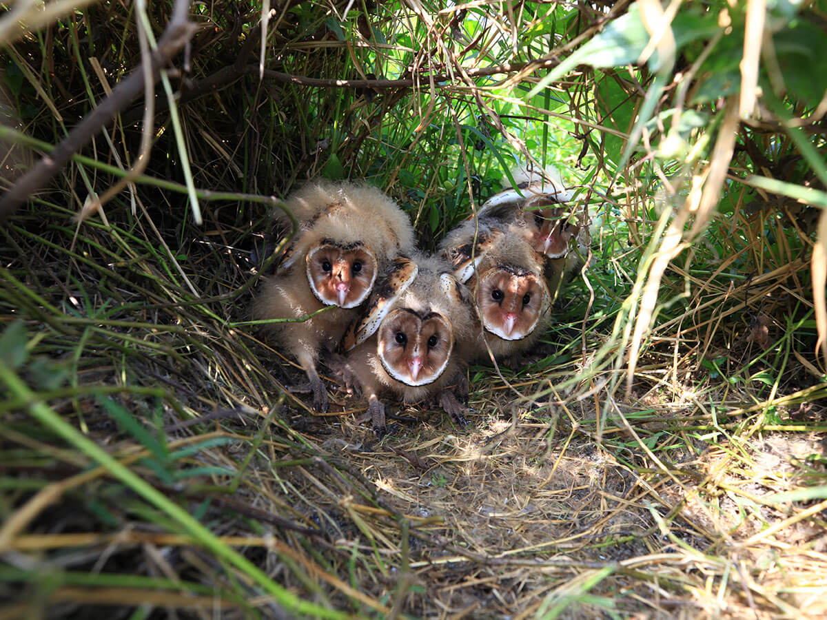對於草鴞生物學與生態學的知識雖快速累積中，但仍明顯侷限，且對於草鴞棲地經營管理與整體族群趨勢的資訊亦明顯不足（曾翌碩攝）