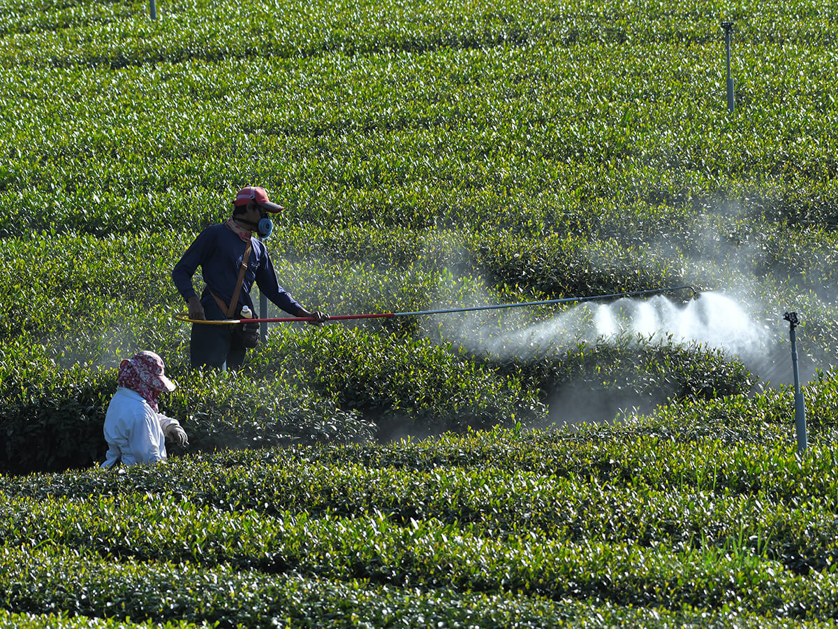 農業環境中殺蟲劑及除草劑的噴灑，可能導致昆蟲相降低，直接或間接影響山麻雀食物資源（陳建樺攝）