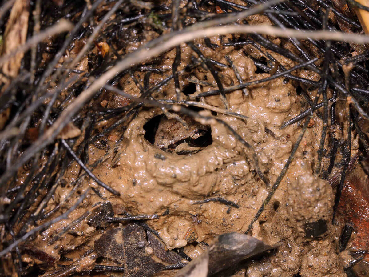 魚池琴蛙有築泥窩繁殖的生殖特性，對於棲地品質的需求極高（林春富攝）