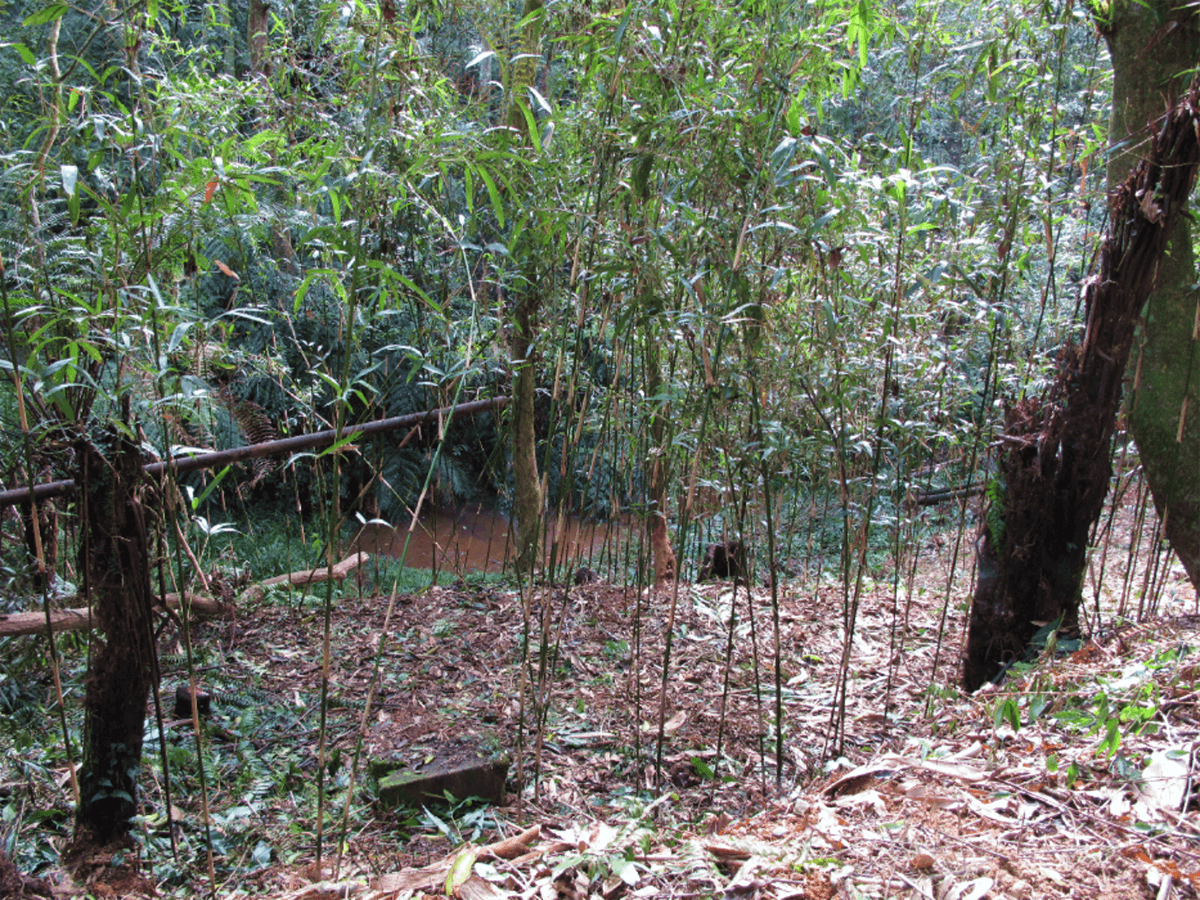 魚池琴蛙的日月潭族群棲地因農業活動如種植檳榔、麻竹、孟宗竹、肖楠與茶葉等作物，使得局部棲地劣化。部分作物在種植前會大量砍伐周遭植被，或者使用除草劑、農藥、肥料等影響棲地的水質（林春富攝）