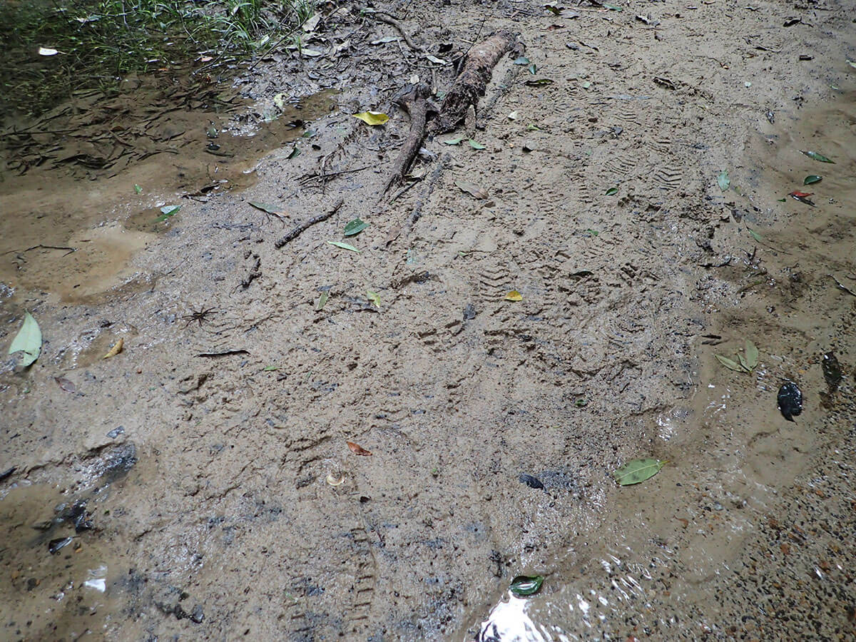 蓮花池研究中心內可以觀察到多種兩爬類、昆蟲與植物類群，是生態研究及觀察的熱點。但對魚池琴蛙而言，人類頻繁的踩踏將使土壤硬實，不利雄蛙挖掘泥窩；若是不小心踩踏到窩巢的話，更有可能導致胚胎或蝌蚪的死亡（林春富攝）