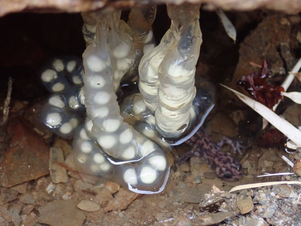 在合歡山區的山椒魚生殖生態研究中發現：臺灣山椒魚及楚南氏山椒魚對於棲地忠誠度很高，成體於不同年間會回到同一石塊下共同產卵生殖，並且有親代照顧的現象（林祐竹攝）