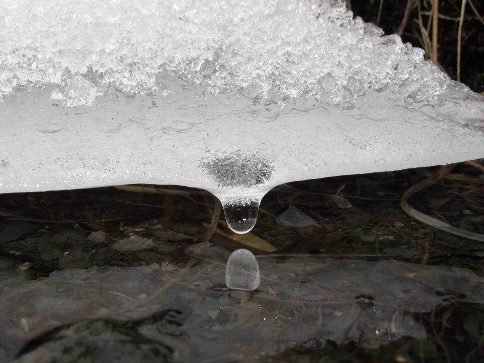 山椒魚為冰河孓遺生物，氣候變遷產生的溫度上升、冬季變短、強降雨，或較長時間的乾旱等現象，嚴重影響山椒魚的生存。根據文化大學巫奇勳教授的研究顯示，觀霧山椒魚對溫度的適應力甚差，無法很快地適應氣候暖化（林春富攝）