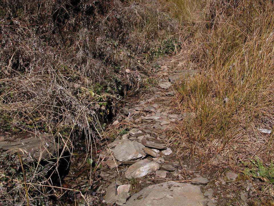 隨著民眾對山椒魚習性認識的增加，部分登山客會好奇翻開石頭尋找山椒魚，若是過度的翻動與頻繁的干擾，也會影響其族群的生存，有時甚至會直接壓傷到成體，造成動物的傷亡（林春富攝）