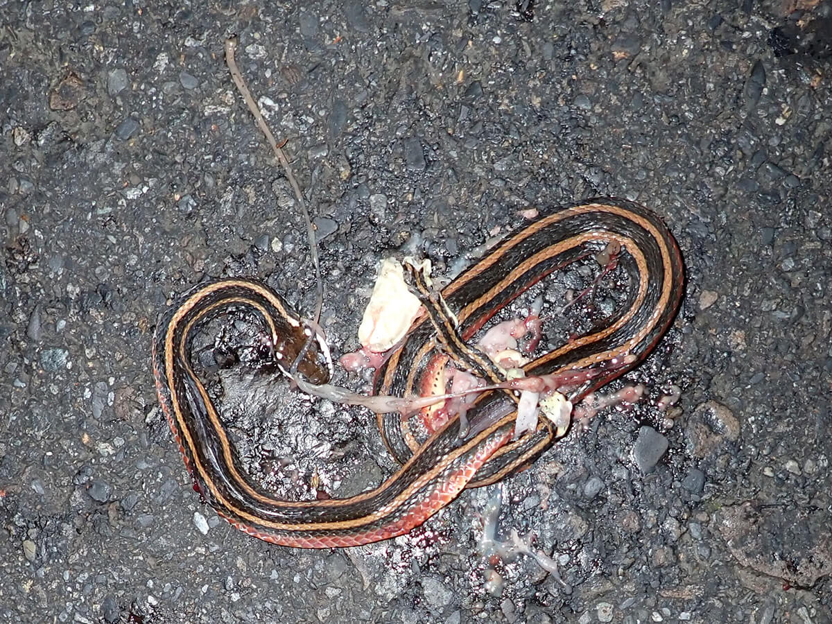 北橫公路串連五大風景區，車流往來頻繁，夏季更為觀光旅遊旺季。對於在主要活動季節也是集中每年6~10月的大部分蛇種包含金絲蛇等以及其他蛙類，路殺數量特別多。7月為金絲蛇生殖期，更是會發現懷孕母蛇或新生幼蛇遭車輛輾斃（徐偉傑攝）