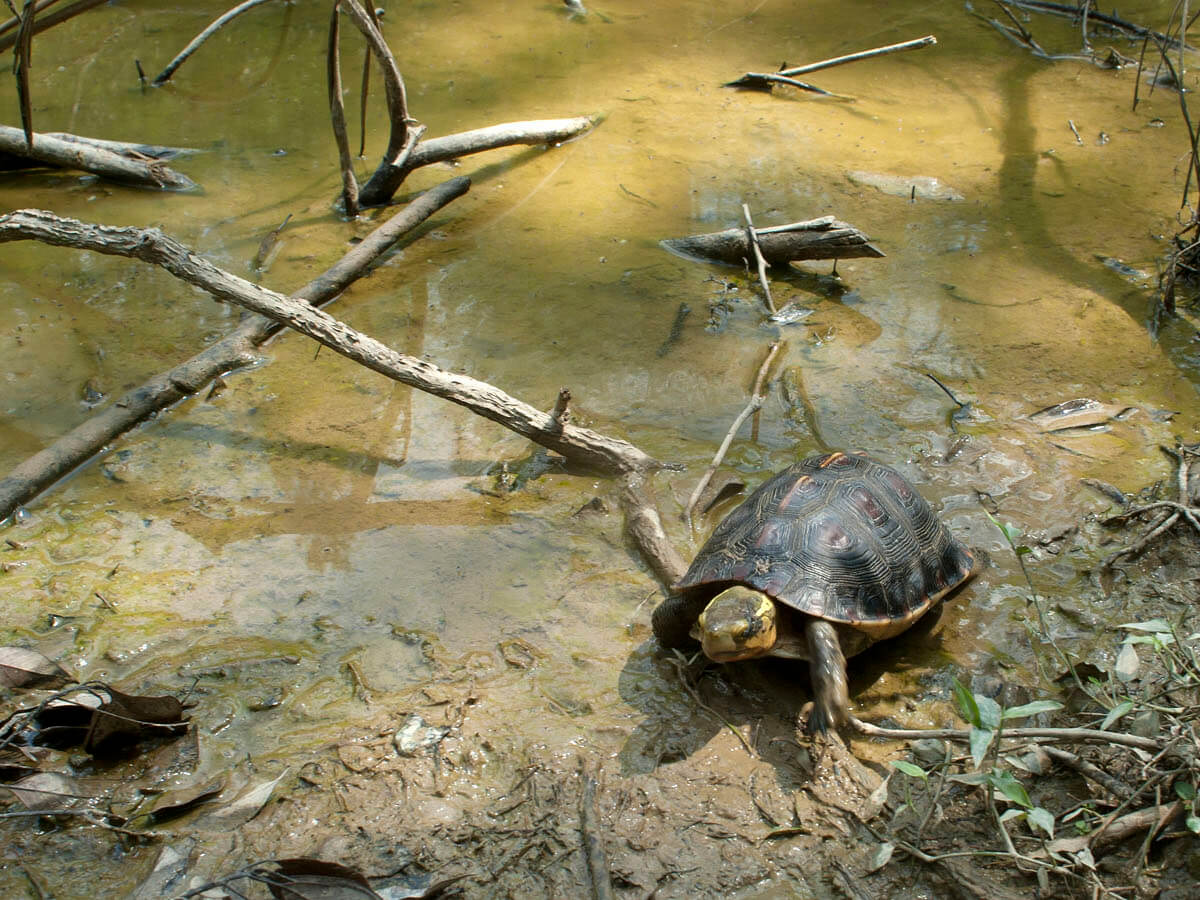 高溫的夏季降雨量較少時，食蛇龜會由丘陵地、台地、稜線較高處遷移到較潮濕的山溝或水塘附近環境，但在水中的活動能力不如其他半水棲性種類（陳添喜攝）