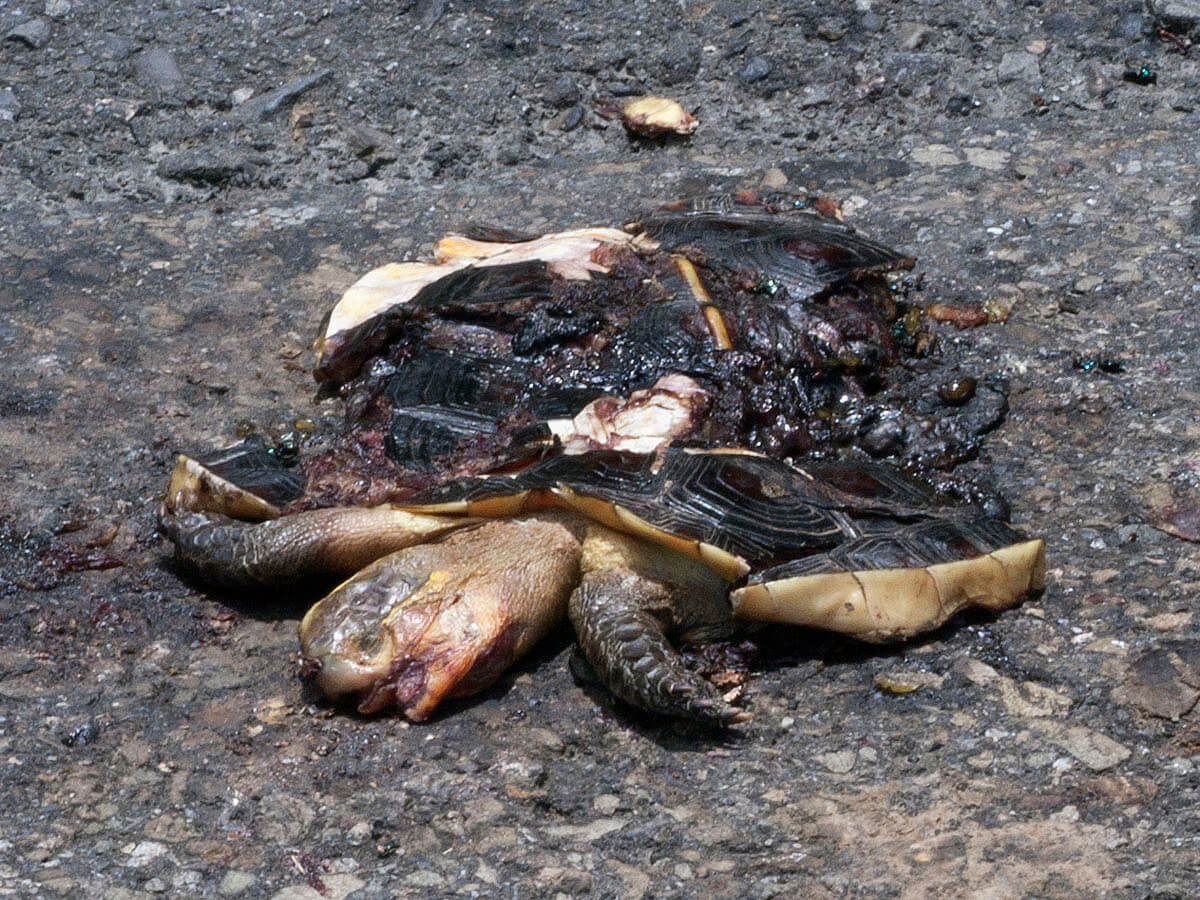 食蛇龜原有棲地因人為利用土地形式變動大，除造成棲息地消失、劣化與零碎化之外，更可能受到嚴重切割而提高食蛇龜路殺意外死亡機會、幼體補充量下降、長距離遷移比例上昇，亦導致殘留族群長期存續不易（陳添喜攝）