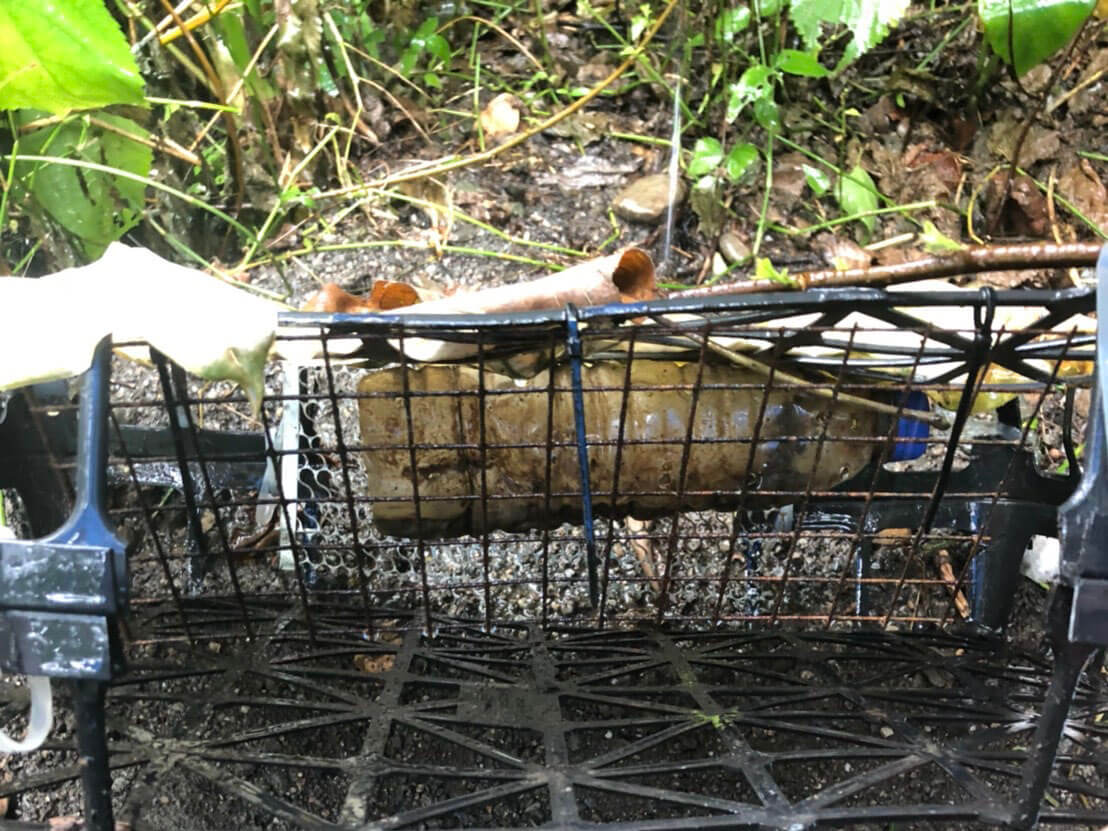 非法獵捕地點的可及度，隨食蛇龜分布範圍縮小與族群密度下降，使用陷阱型式亦逐漸改變；從捕鼠籠、彈簧摺疊魚籠，甚至塑膠桶或垃圾桶，以及自製組合式陷阱等，所使用的陷阱型式極為多樣