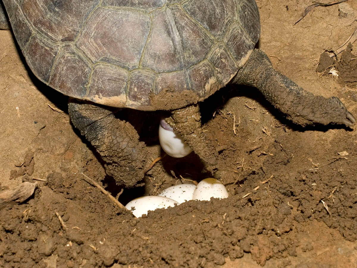 因為柴棺龜幼龜體型小易遭捕食，母龜會選擇鄰近水位較穩定水域且日照較充足的開闊環境產卵