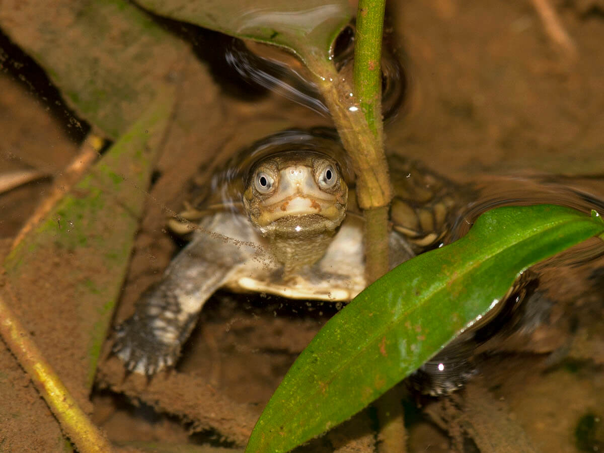 柴棺龜偏好水生植物生長茂密的淺水域環境，因土地利用型式的改變而消失（陳添喜攝）
