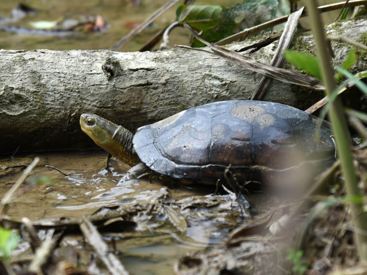 柴棺龜於不同水域間移動所利用的溝渠廊道或陸域環境，常因不同用途的人工構造而被破壞或阻隔