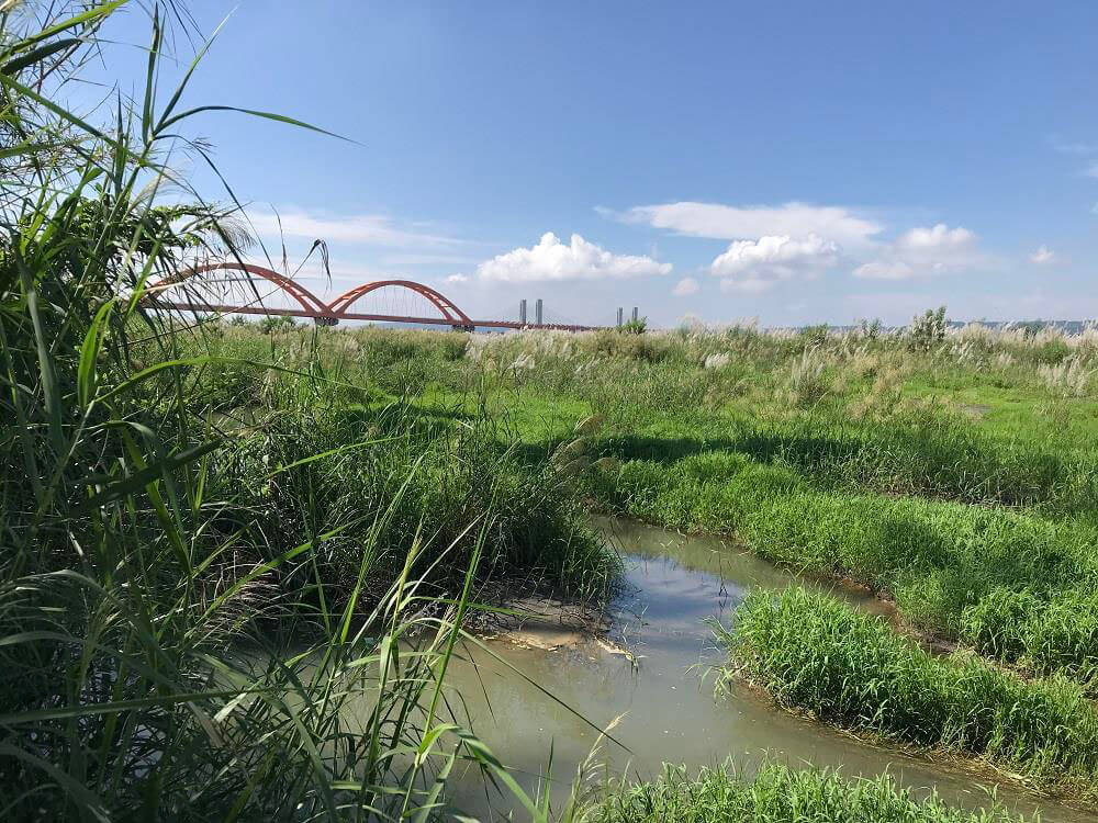 在巴氏銀鮈已知分布地點中超過百分之七十皆有水生或濱溪植物群集（林文隆攝）