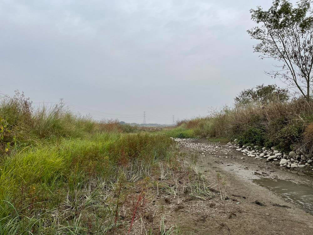 2021年春季臺灣西部地區面臨大規模乾旱事件，連原本水量持續的烏溪中下游辮狀伏流水層都呈現接近乾枯的狀態，大大縮減該區域巴氏銀鮈的分布棲地面積（林文隆攝）