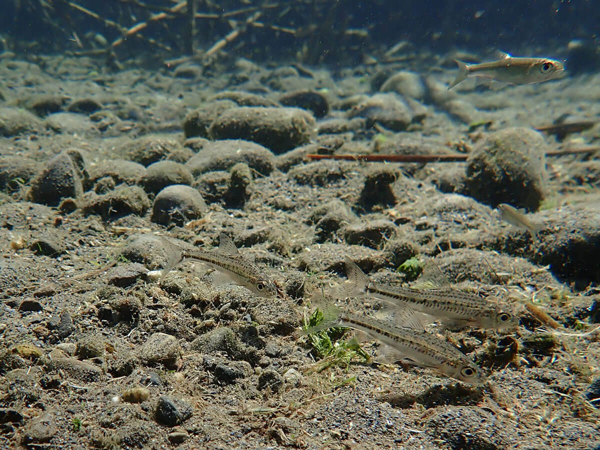 在巴氏銀鮈廣為人知的特定分布地點，枯水期時常可見水域面積縮減、垃圾淤積，導致棲地品質劣化（林文隆攝）