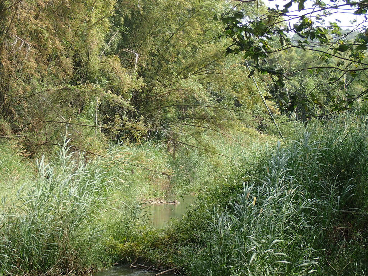 飯島氏銀鮈喜歡有水生植物的平緩水域棲地（楊正雄攝）