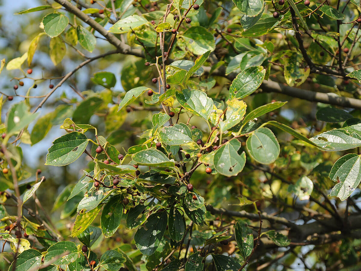 沙朴為大紫蛺蝶唯一的寄主植物。(楊智凱攝)