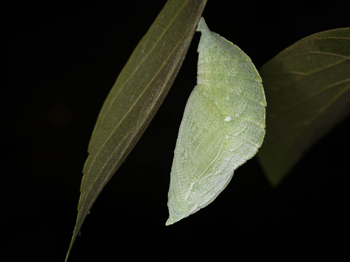 結束渡冬時期的幼蟲後會爬回沙朴持續成長為終齡幼蟲而後化蛹。(呂晟智攝)