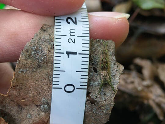 於大株沙朴底下落葉堆中尋獲之越冬幼蟲。(朱汶偵攝)