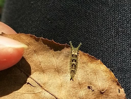 於大株沙朴底下落葉堆中尋獲之越冬幼蟲。(朱汶偵攝)