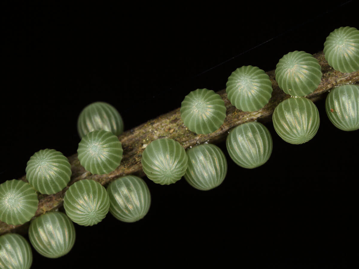 大紫蛺蝶的雌蝶在朴樹枝條產下的卵，通常在一枝枝條上會有數十粒卵。(呂晟智攝)