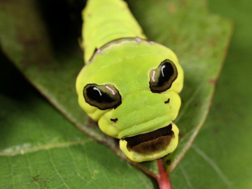 寬尾鳳終齡蟲照 (呂晟智)