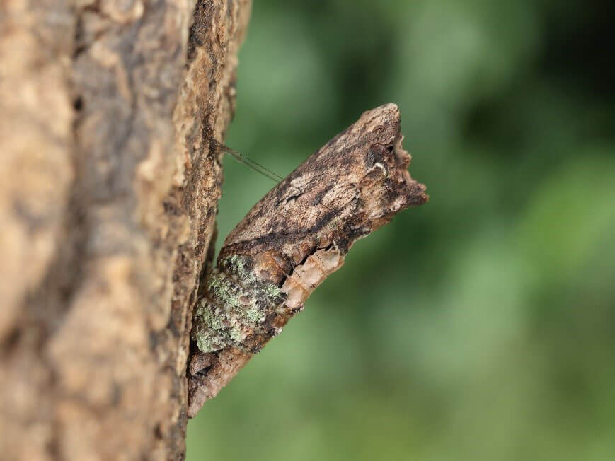寬尾鳳蛹照 (呂晟智)