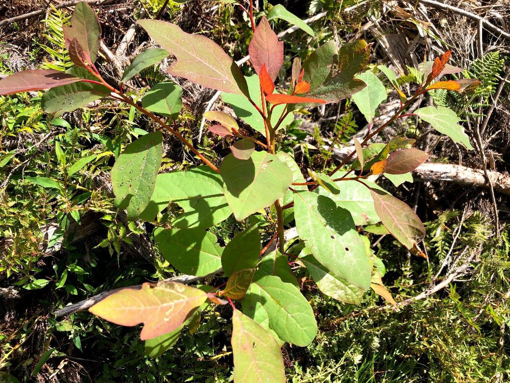 臺灣檫樹為寬尾鳳蝶在野外的唯一寄主植物（檫樹小苗）（吳立偉）