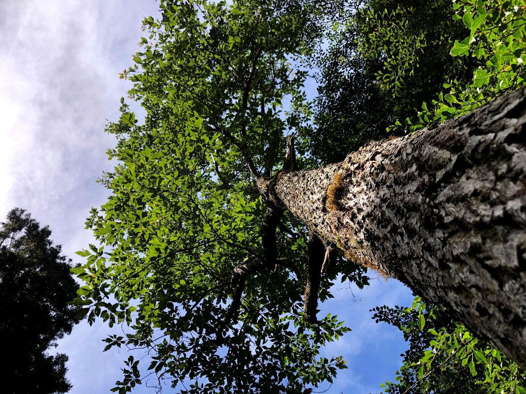臺灣檫樹為寬尾鳳蝶在野外的唯一寄主植物（成熟大樹）（吳立偉）