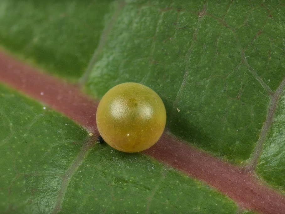 寬尾鳳蝶卵照 (呂晟智)