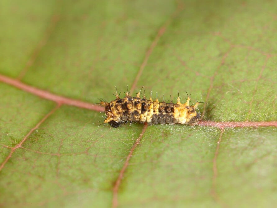 寬尾鳳一齡蟲照 (呂晟智)