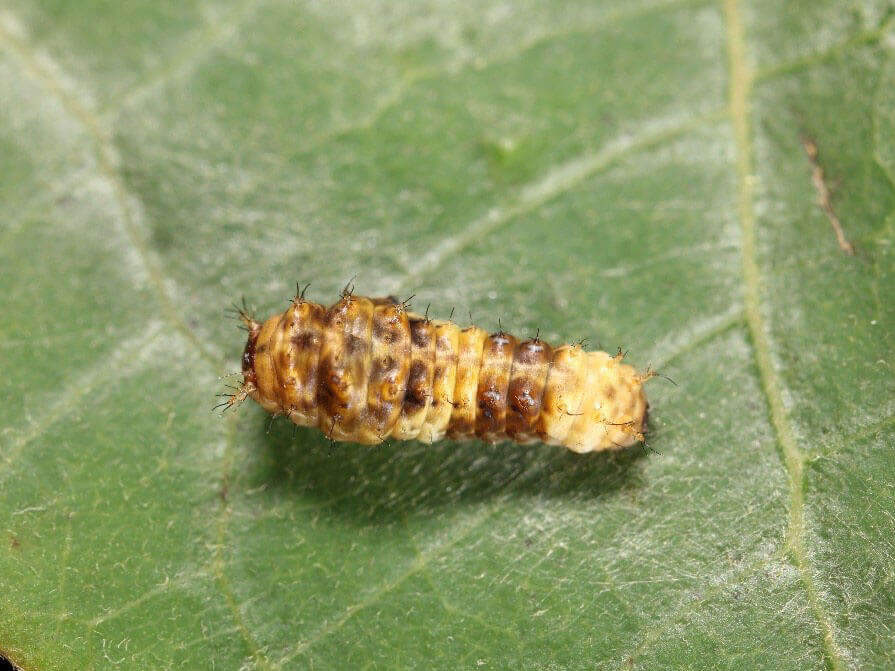 寬尾鳳二齡蟲照 (呂晟智)