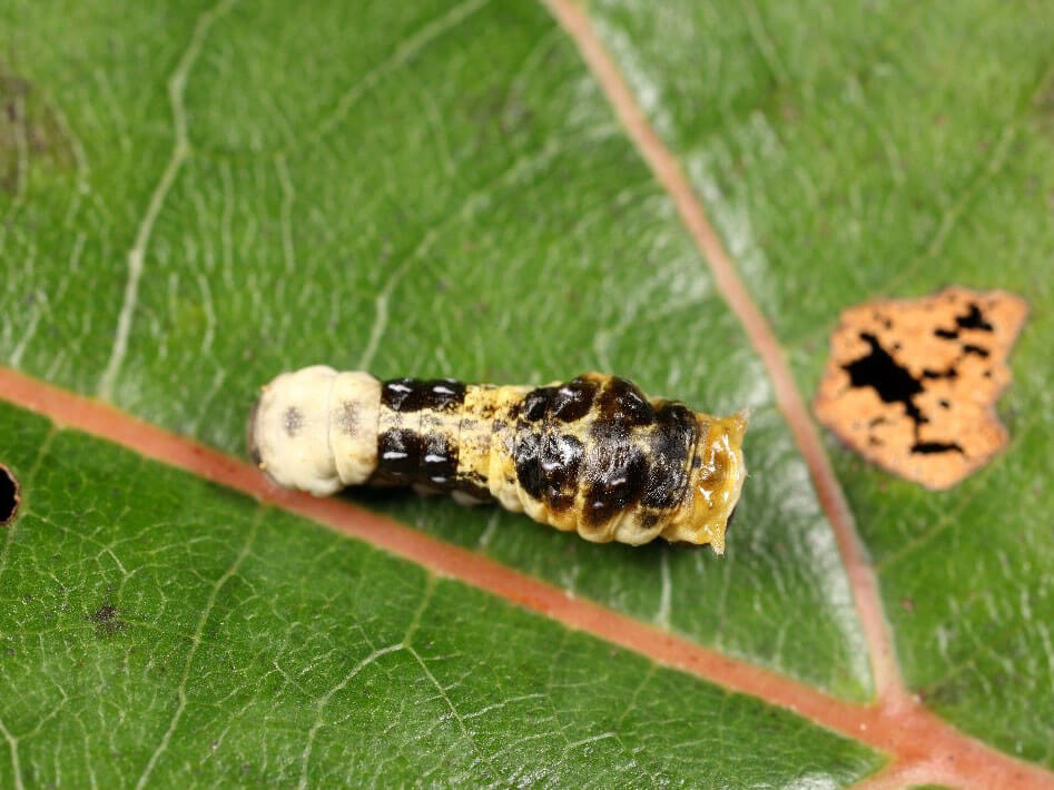 寬尾鳳三齡蟲照 (呂晟智)