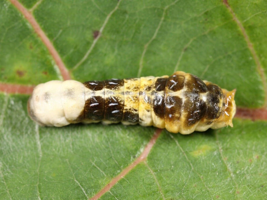 寬尾鳳四齡蟲照 (呂晟智)