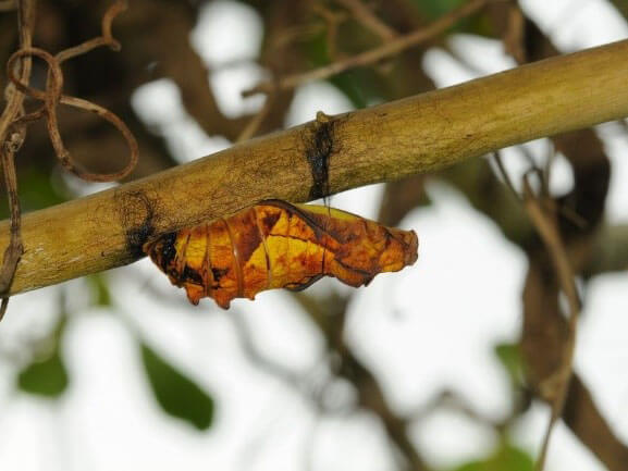 經過28-71天的幼蟲期，珠光鳳蝶即進入長達25-166天之蛹期。全年在蘭嶼都可見到珠光鳳蝶，而5-9月數量較多（呂縉宇攝）
