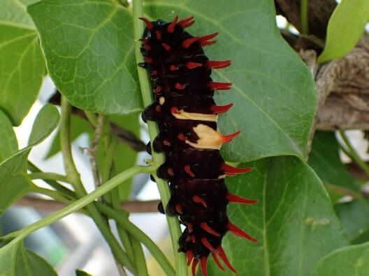 蘭嶼僅有1種馬兜鈴即是港口馬兜鈴，也是珠光鳳蝶幼蟲的唯一食草，野外食草族群數量應是限制珠光鳳蝶族群增長的因子（徐珮慈攝）