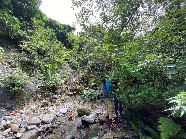 港口馬兜鈴四散分布於蘭嶼海拔200公尺以下的的海岸林、溪谷及林緣，少見於密林內。紅紋鳳蝶在蘭嶼也以港口馬兜鈴為食，但主要於開闊地靠近海邊；珠光鳳蝶則主要利用林緣、樹冠層上之植株。此棵位於溪谷的馬兜鈴，備受珠光鳳蝶青睞，同時觀察到數隻幼蟲及5、6顆尚未孵化的卵（王偉聿攝）