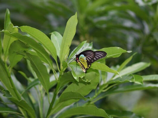 海檬果為珠光鳳蝶喜愛之蜜源植物之一，牠們也會造訪大葉玉葉金花或蘭嶼溲流的花，亦可在栽培植物扶桑花上看見其蹤跡。後翅隨著光線的角度會出現金屬光澤，而黃裳鳳蝶則無此特徵（陳寶樹攝）