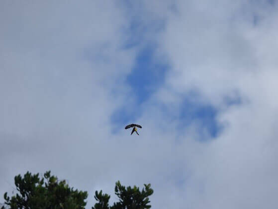 珠光鳳蝶多活動於樹冠層，珠光鳳蝶交配並飛翔於空中（陳寶樹攝）