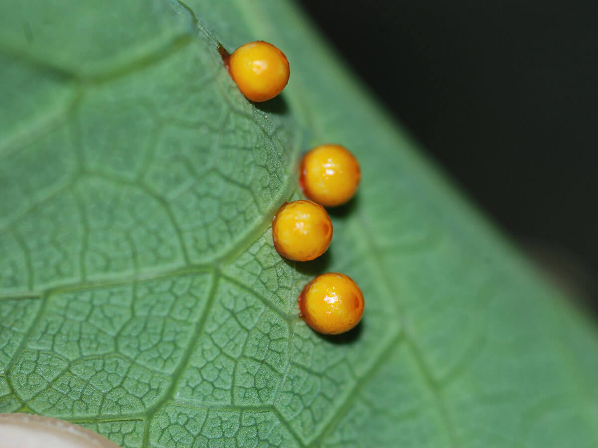 珠光鳳蝶的雌蝶會將卵產在葉背，依次一顆卵為單產（陳寶樹攝）