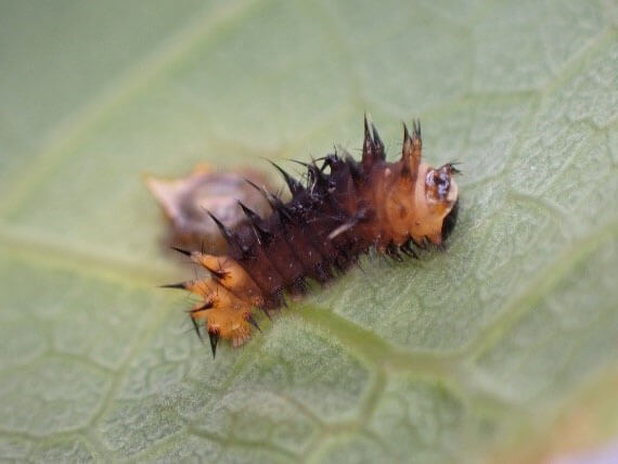 經過5-14天後，卵便孵化成1齡幼蟲，幼蟲隨後將卵殼吃掉（徐珮慈攝）