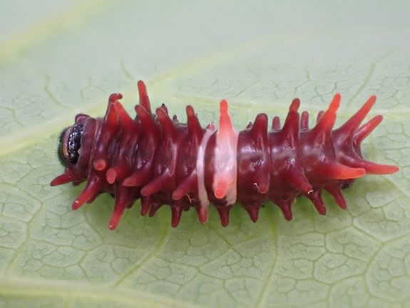 蛻皮為2齡蟲後，幼蟲身上2條白線明顯特徵即顯現（徐珮慈攝）