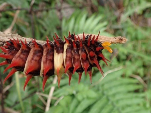 幼蟲若遇威脅刺激會吐出黃色臭角（呂縉宇攝）