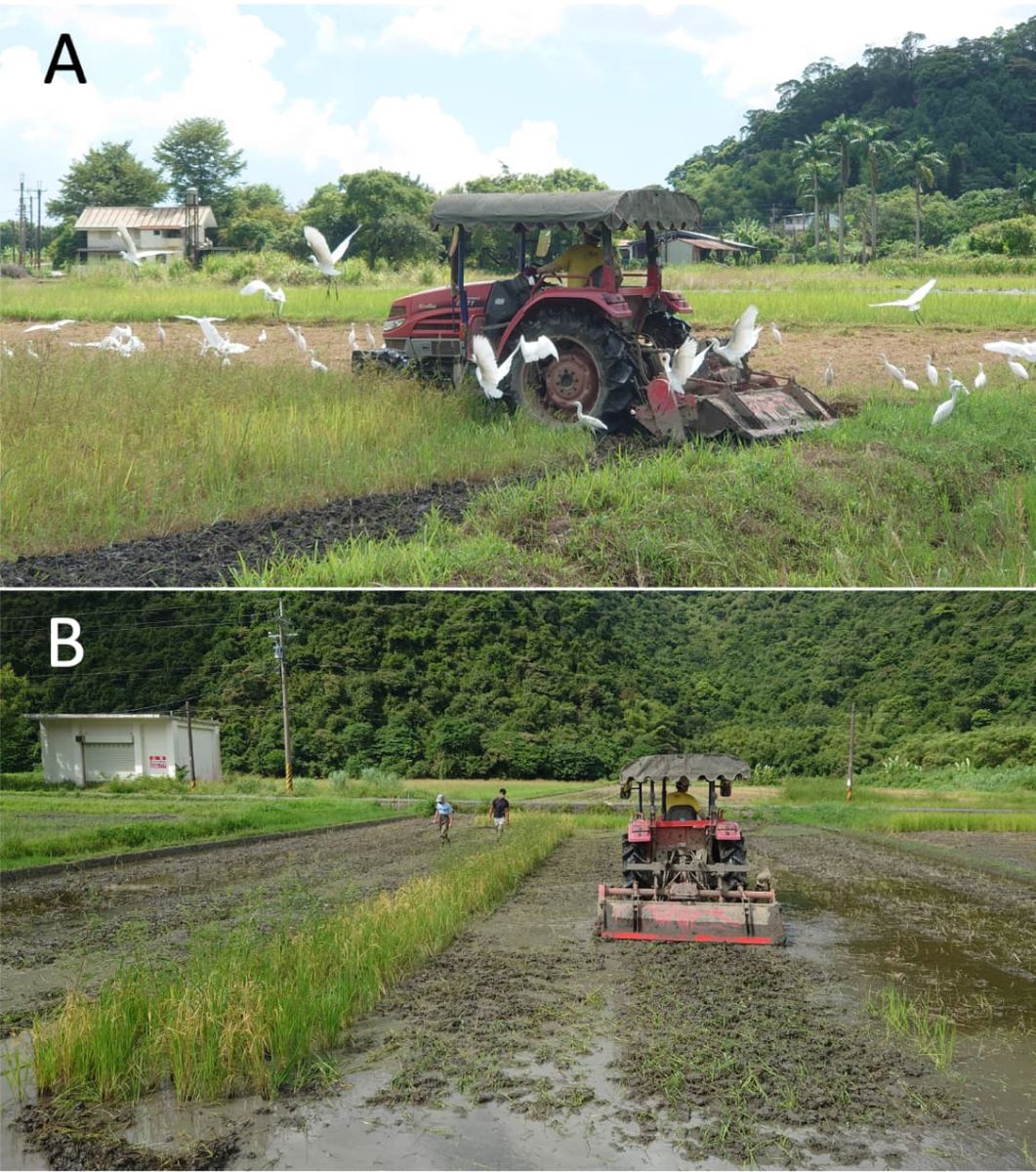 對於遇到危險會潛入泥中躲避的赤腹游蛇，大規模高速翻犁的農業機械恐讓其難以躲避而傷亡，因植被翻埋而裸露的田區同時增加其被掠食風險。（攝影者：毛俊傑）