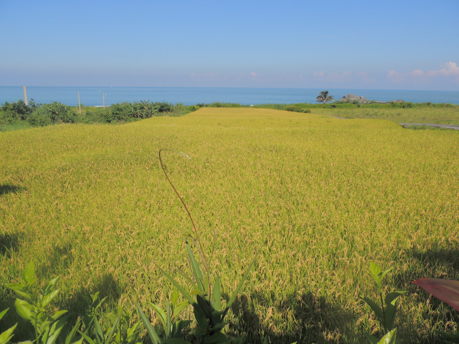 圖2 案例 2014年7月花蓮大港口水田結出金黃稻穗