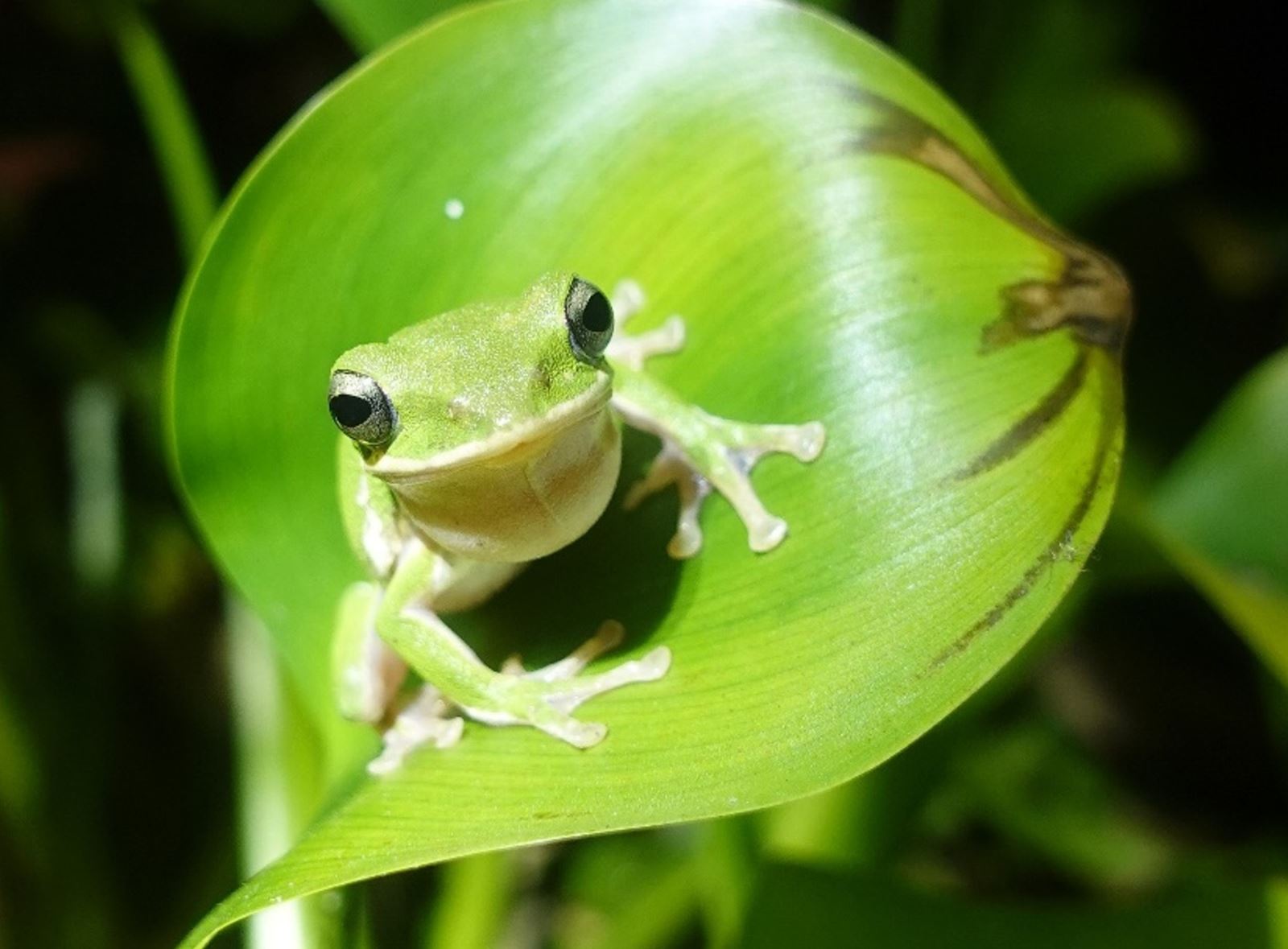 Shanglin SEPL, Chiayi County (FANCA, Chiayi Branch)