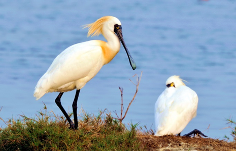 Chenglong SEPLS, Yunlin County (FANCA, Nantou Branch)