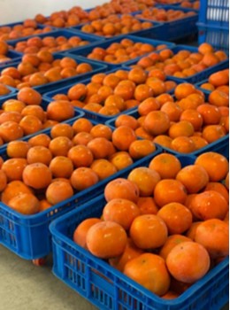 Sqba SEPL, Taichung City (FANCA, Taichung Branch)