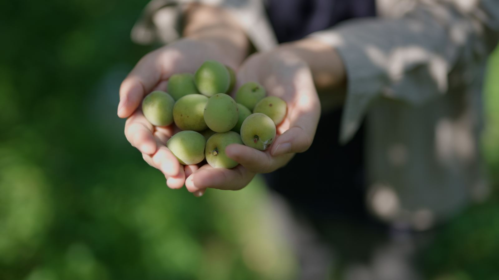 Yellow Plum Rain - A Handicraft Workshop of Folk Custom Story Experience